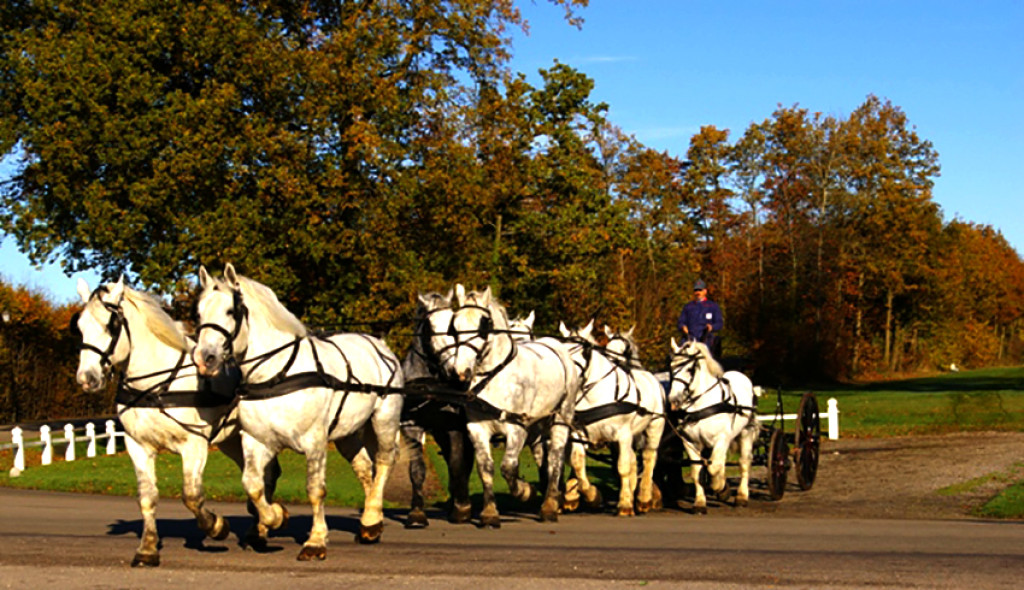 Le Mag Le Haras National du Pin dans l'Orne